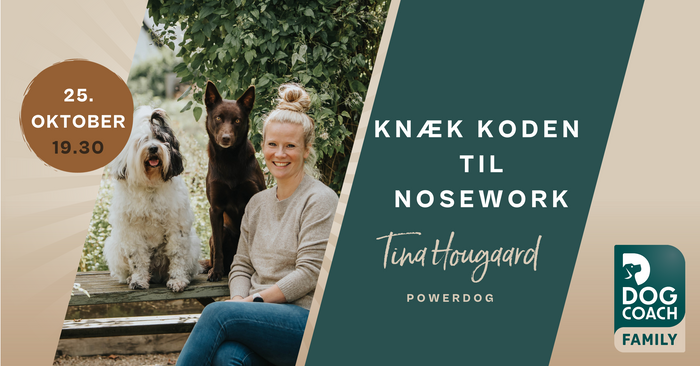 Knæk koden til Nose Work: Sådan kommer du igang