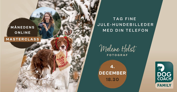 Tag fine jule-hundebilleder med din telefon