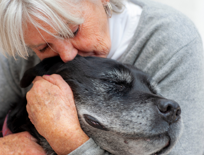 At miste sin hund : Del sorgen og genopbyg hjertet