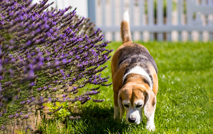 Find den rette hundepasser - selvom det tager tid