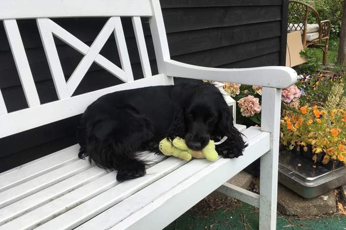Advarsel: Vælg din hundepasser med omhu!
