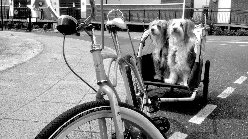 til at cykle eller løbe med hunden – DogCoach