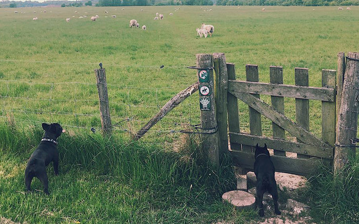 Farvel til Alfred: Om at miste sin bedste ven