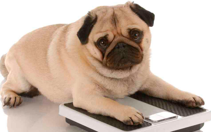 5 gode råd når hunden skal tabe sig