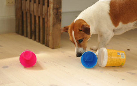 Nosework del 1 : Sådan kommer du igang