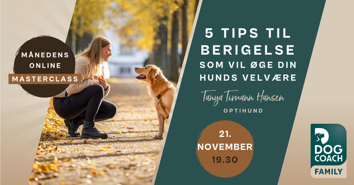 5 tips til berigelse, som vil øge din hunds velvære