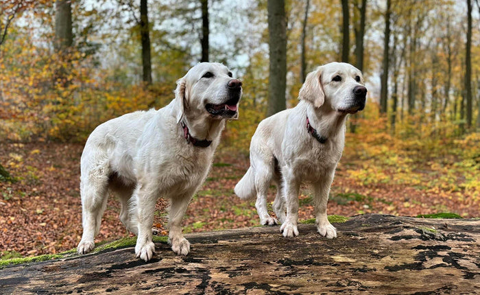 Efterår med hund. Hårdt eller herligt?