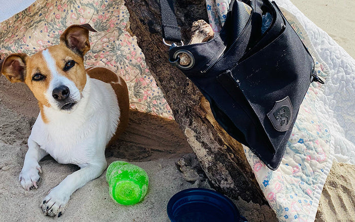 Her er huskelisten når hunden skal med på ferie