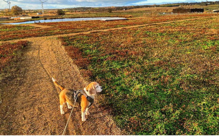 Lader du din hund snuse færdig?