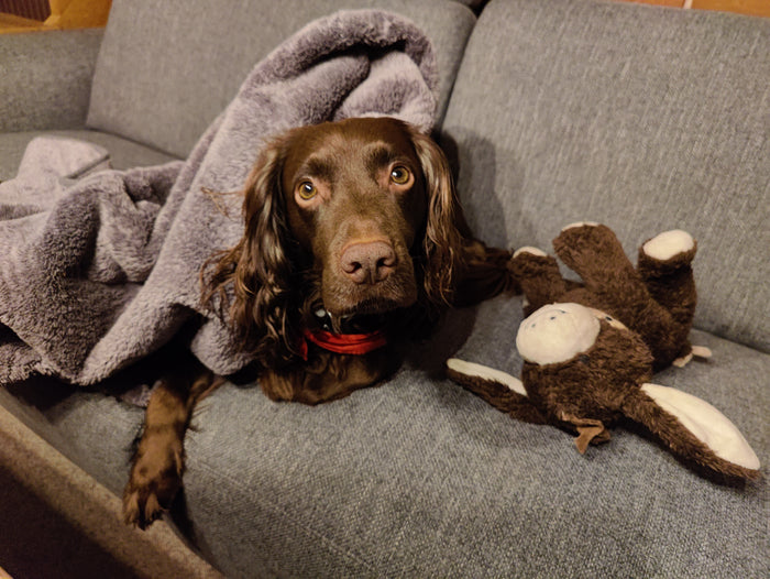 Hund i møblerne