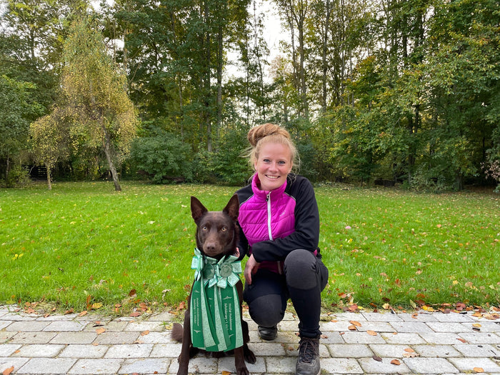 Miniguide - del 3: 10 gode råd til at vælge den bedste hund til netop dig