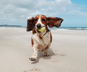 7 forslag til ferie med hund