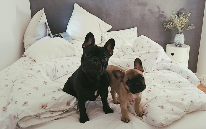 Alf har (endelig) fået en lillebror