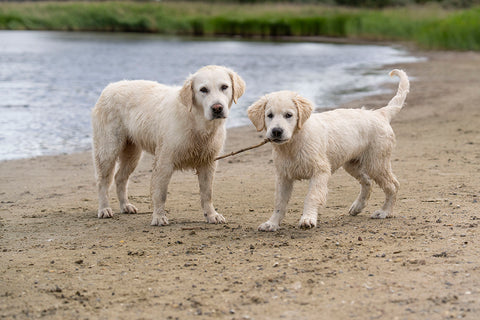 Hund nr. 2. Dobbelt glæde eller dobbelt arbejde?