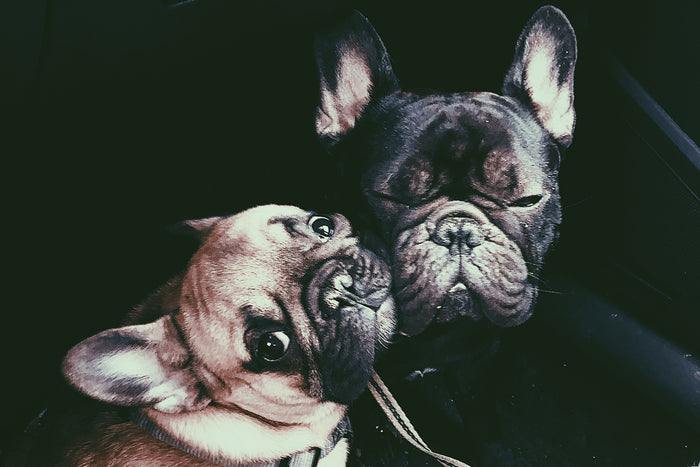 Overvejer du hund nummer to? Her er 5 erfaringer!