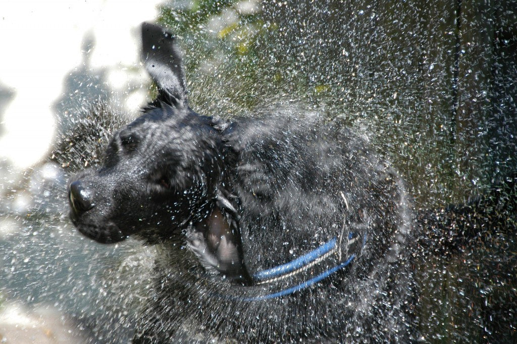 Sådan du hund i varmen – DogCoach