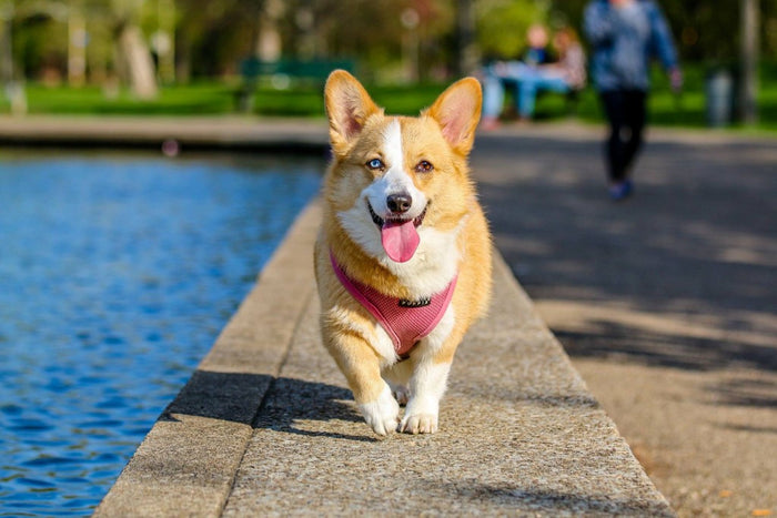 Sådan vænner du din hund til at gå med sele