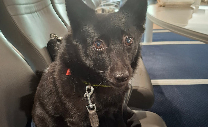 Store heste-(hunde)-dag