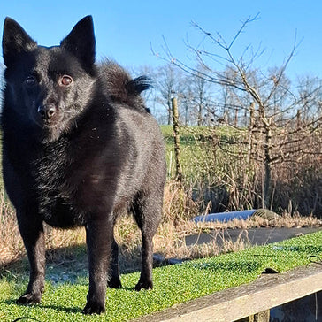 En tur på Majas mark