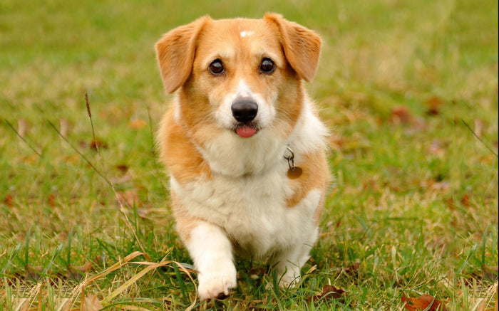 10 foto tips til dine hunde-pletskud