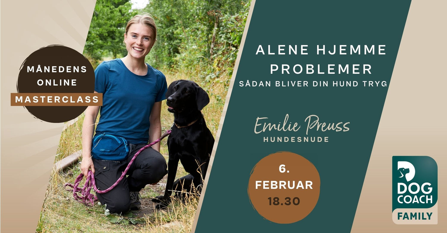 Alene hjemme problemer? Sådan bliver din hund tryg