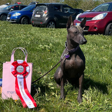 Rallydag i Spidshundeklubben (SPK)