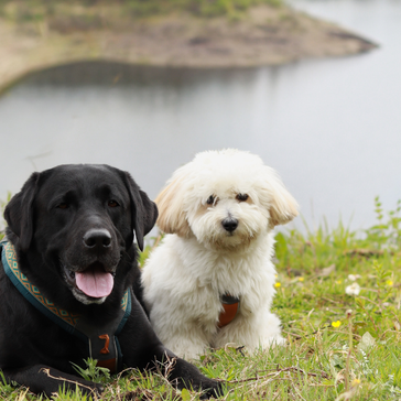 Vandreferie i Harzen - med to hunde