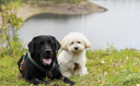 Vandreferie i Harzen - med to hunde