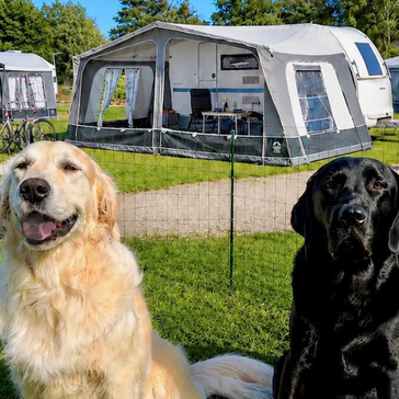 Camping i hundehøjde