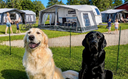 Camping i hundehøjde