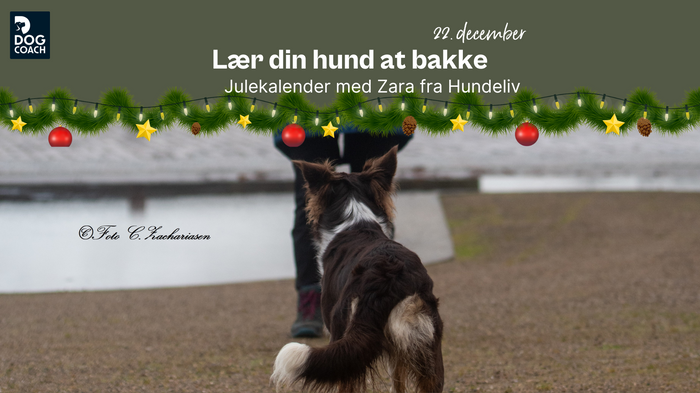 Julekalender med Hundeliv | Låge 22 - Lær din hund at bakke