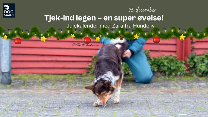 Julekalender med Hundeliv | Låge 23 - Tjek-ind legen – en super øvelse