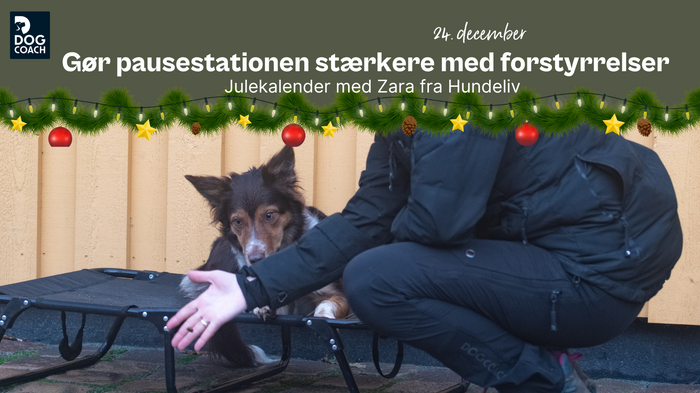 Julekalender med Hundeliv | Låge 24 - Gør pausestationen stærkere med forstyrrelser