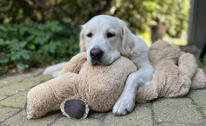 Når hunden er syg: Kender I den dårlige samvittighed?