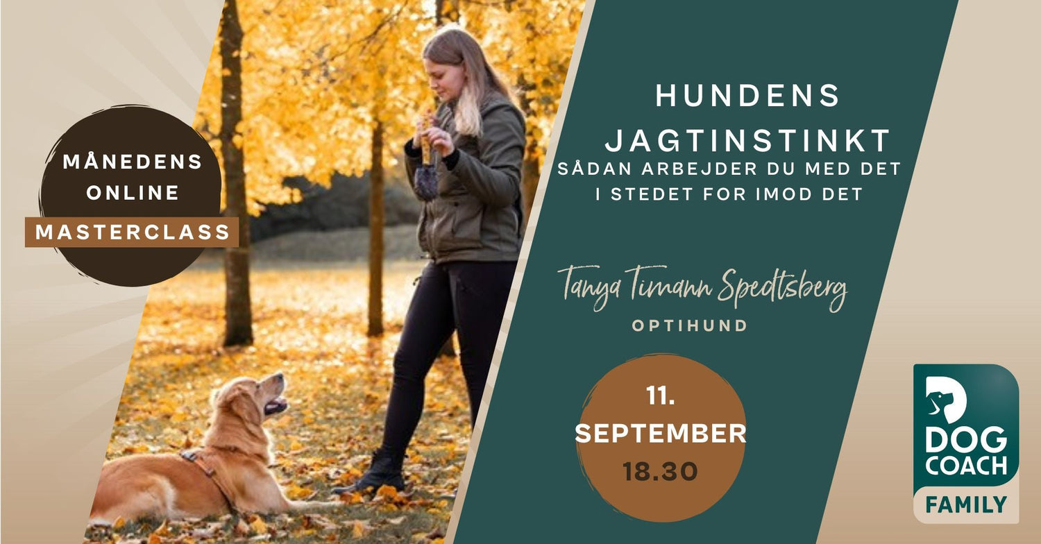 Hundens jagtinstinkt: Sådan arbejder du med det, i stedet for imod det