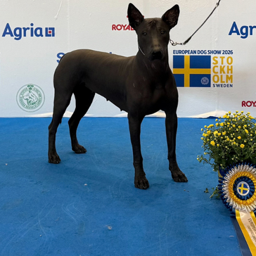 Euro Dog Show Stockholm  