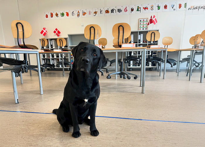 Folkeskolen og skole/læsehund - kan man det?