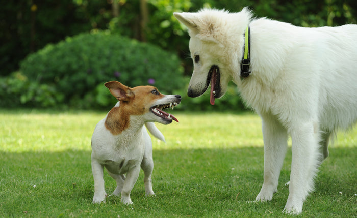Miniguide -del 1: Hensynsfuldt møde - hund og hund imellem