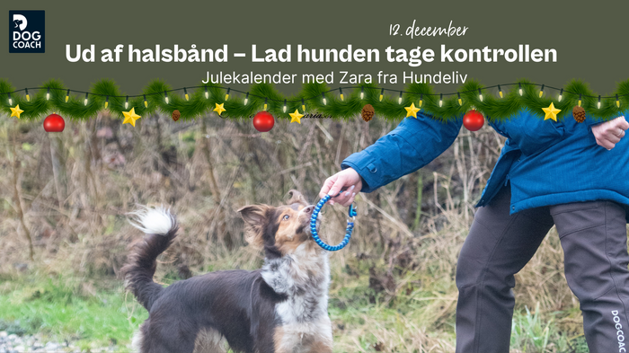 Julekalender med Hundeliv I Låge 12 - Ud af halsbånd – lad hunden tage kontrollen