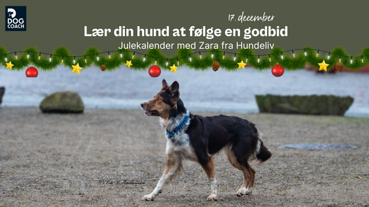 Julekalender med Hundeliv | Låge 17 - Lær din hund at følge en godbid