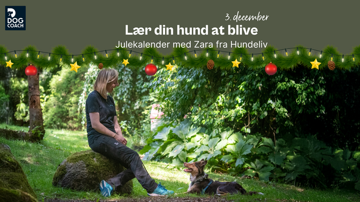 Julekalender med Hundeliv I Låge 3 - Lær din hund at blive