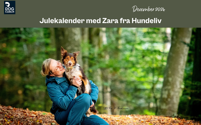 Julekalender med Hundeliv I Låge 11 - Lær din hund halsbåndslegen