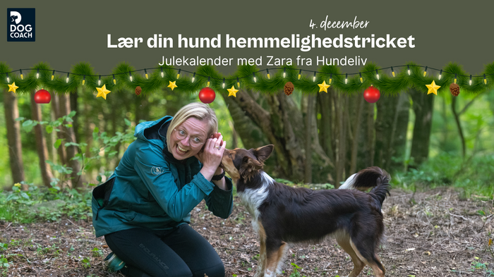 Julekalender med Hundeliv I Låge 4 - Lær din hund hemmelighedstricket