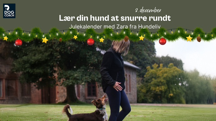 Julekalender med Hundeliv I Låge 2 -  Lær din hund at snurre rundt