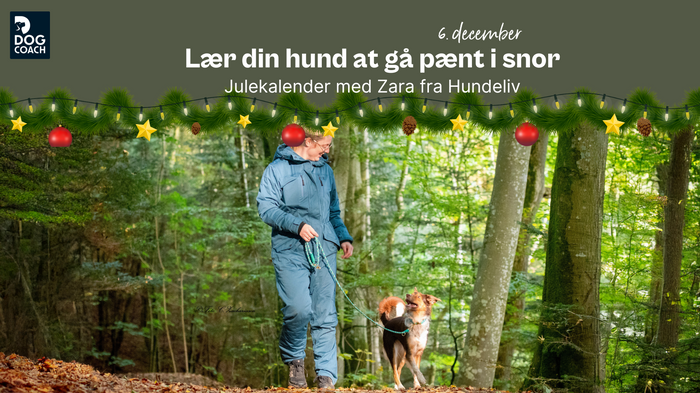 DogCoach Julekalender 24 I Låge 6: Lær din hund at gå pænt i snor