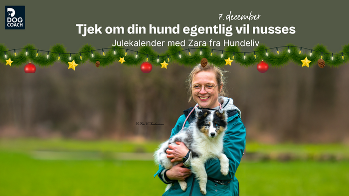 DogCoach Julekalender 24 I Låge 7: Tjek om din hund egentlig vil nusses