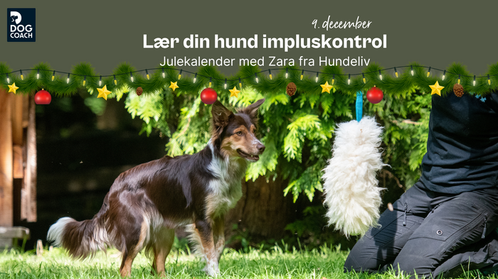 Julekalender med Hundeliv I Låge 9 - Lær din hund impluskontrol