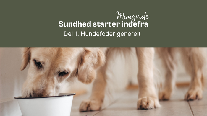 Sundhed starter indefra. Del 1: Hundefoder generelt