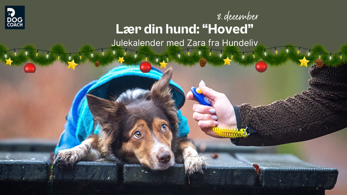 Julekalender med Hundeliv I Låge 8 - Lær din hund: "Hoved"