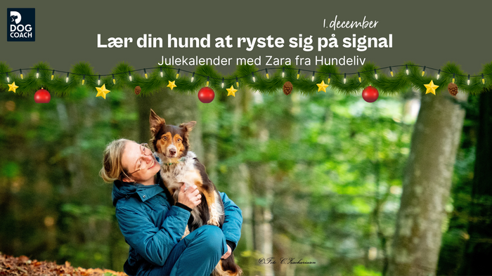 DogCoach Julekalender 24 I Låge 1:  Lær din hund at ryste sig på signal